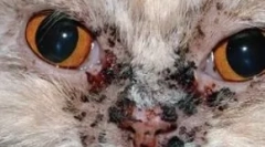 Akne pri mačkah: identifikacija, diagnostika in zdravljenje