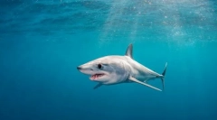 Shark mako
