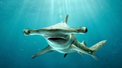 Hammerhead shark
