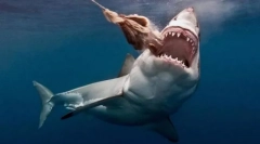 Morski pes s slabim ugledom