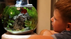 Akvarij za kid