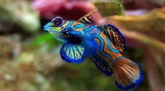 Akvarijska riba (fotografija in naslov): izberite hišnega ljubljenčka