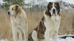 Alabai (srednji azijski pastir)