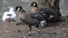 Aleutian kanadska kazarka