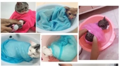 Aliexpress.com - izbor zanimivih izdelkov za pse in mačke