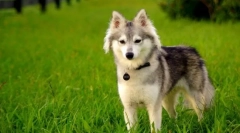 Aljaskan kli-kai (foto): mini-husky s spitzom