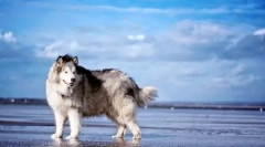 Aljaskan malamut (photo): impressent psa za aktivne družine