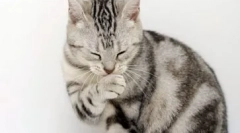 Alergije na mačke: kako se manifestira in obravnava