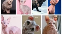 Alergija na bald mačke: zakaj se pojavi in kako zdraviti