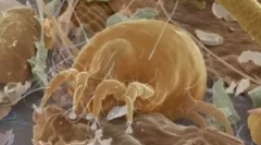 Alergija na prah tick