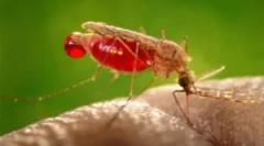 Alergija na borquito bites