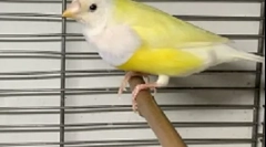 Amadinov nega in vzdrževanje doma