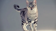 American shorthair cat (photo): feline long-jetre