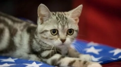 Ameriški shorthair cat