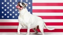 Ameriške pasme psov