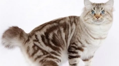 American bobtail