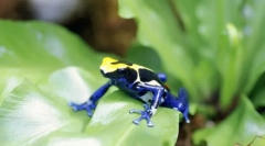 Dvoživke. Zgradba in značilnosti