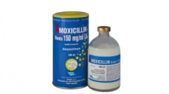 Amoksicilin za mačke: pričanje, shema sprejema in druge pomembne točke