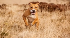 Amstaff (fotografija): nežen hišni ljubljenček in zvesti branilec