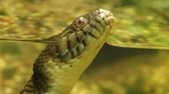 Anaconda - največja kača modernosti