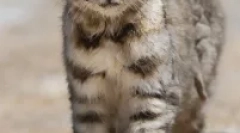 Anda cat - jug american lotted predator