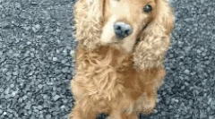 Britanske pasme psov