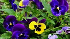 Pansies ali violeta