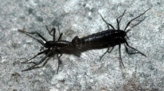 Antarktika komar-bell