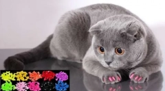 Anticrafesi za mačke: veterinarski pregledi o koristih in nevarnostih mehkih kod