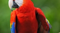 Ara plesalec: video, kjer je parrot, ki pleše na postelji