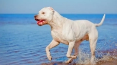 Argentinski pes (fotografija): lepi, pogumen lovec in branilec