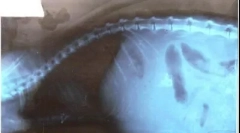 Ascites v mačkah: kakšen je težava