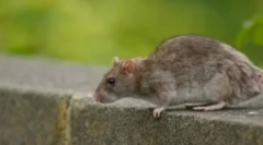 Vidiki zastrupitve človeka s strupom podgana