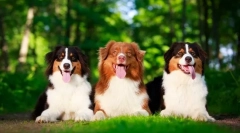 Avstralski pastirski pes (fotografija): lepota, um in predanost