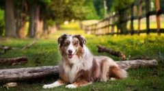 Avstralski shepherda