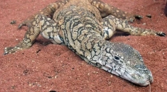 Avstralski velikanski varan