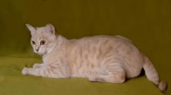 Avstralska megla: meglena mačka