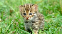 Azijski leopard cat: glasba tropical hunter