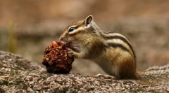 Asian chipmunk