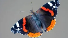 Admiral butterfly: opis in življenjski slog