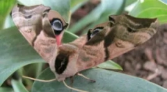 Butterfly brahnik: opis in tipi