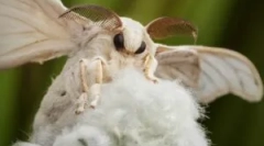 Butterfly in caterpillar iz tute silkworm