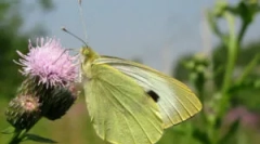 Butterfly - zelje in caterpillar na zelje