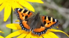 Butterfly utility: opis in življenjski slog