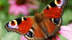 Butterfly peacock eye