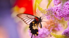 Metulji in njihov življenjski slog