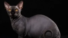 Bambino - čudež na kratkih nogah