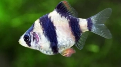 Barbasa, ali usachi (puntuus)