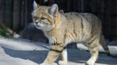 Razvejana mačka: značilnosti pasme