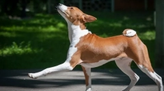 Basenji (photo): tiraj hunter, veselni in energetski prijatelj